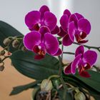 Aus dem Stubenstudio (violette Orchideen)