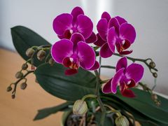 Aus dem Stubenstudio (violette Orchideen)