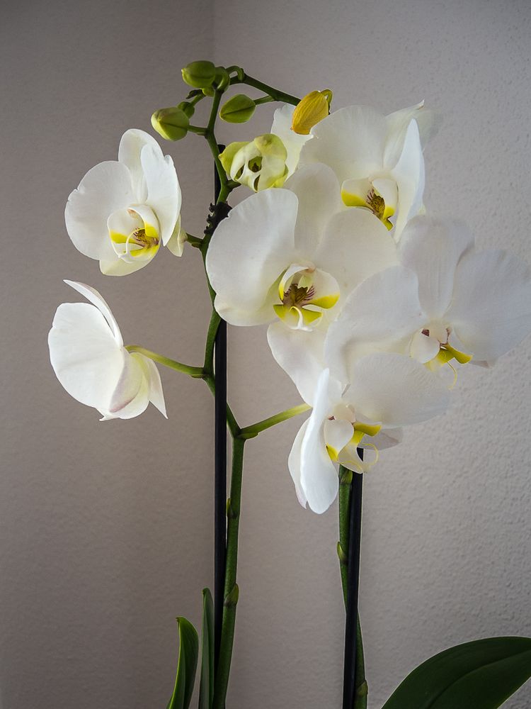 Aus dem Stubenstudio (weisse Orchideen)