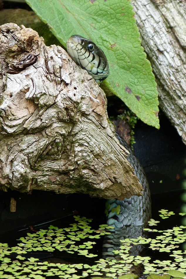 Aus dem Teich kam die Ringelnatter vor ein paar Wochen.