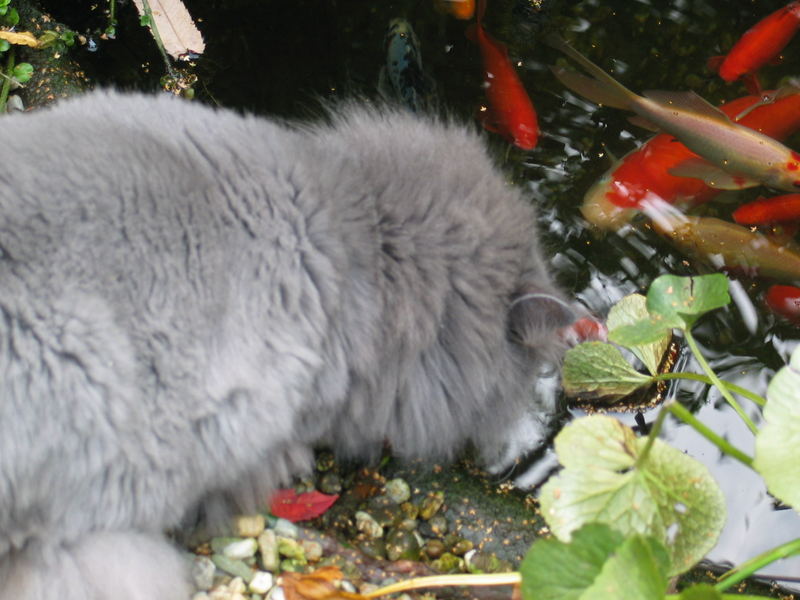 Aus dem Teich trinken ????? oder doch lieber Koi fischen :-)))