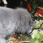 Aus dem Teich trinken ????? oder doch lieber Koi fischen :-)))