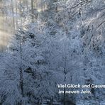 Aus dem tiefen Wald