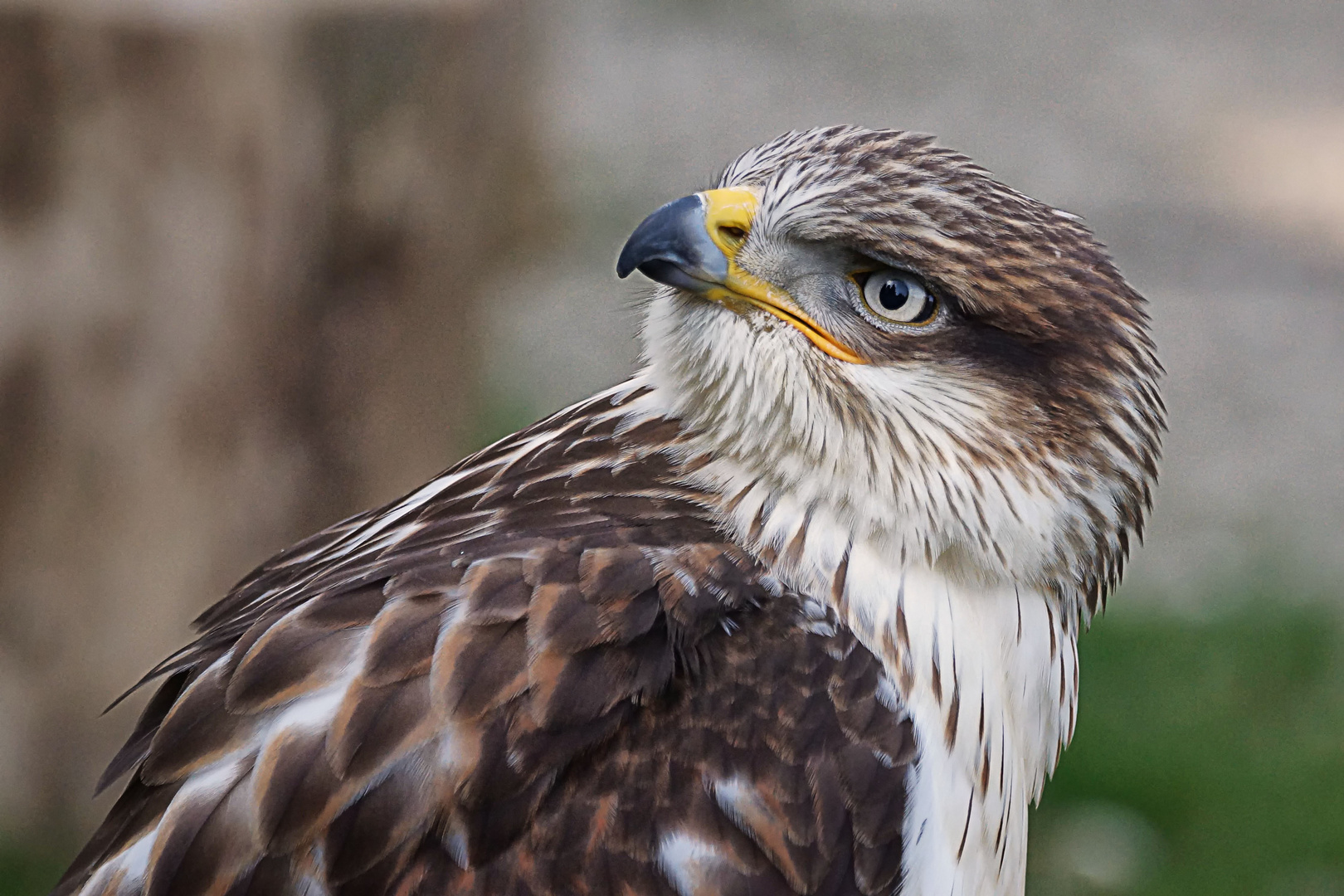 aus dem Tierpark rheinböllen.