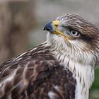 aus dem Tierpark rheinböllen.