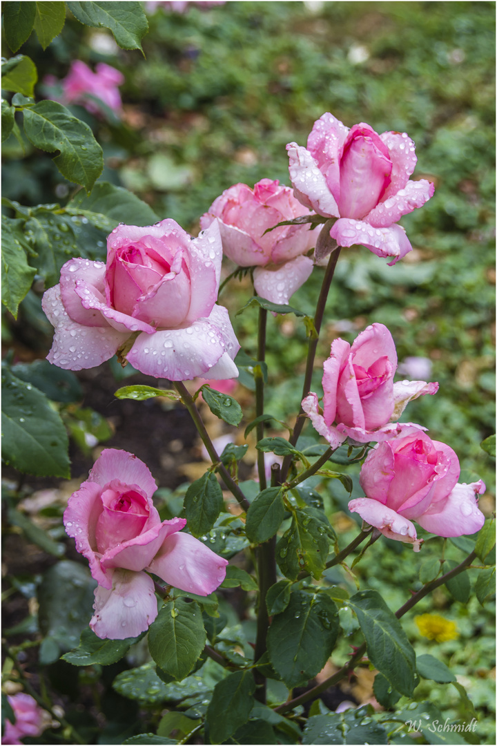 aus dem Urlaub zurück - und so herrlich grüßt der  Garten