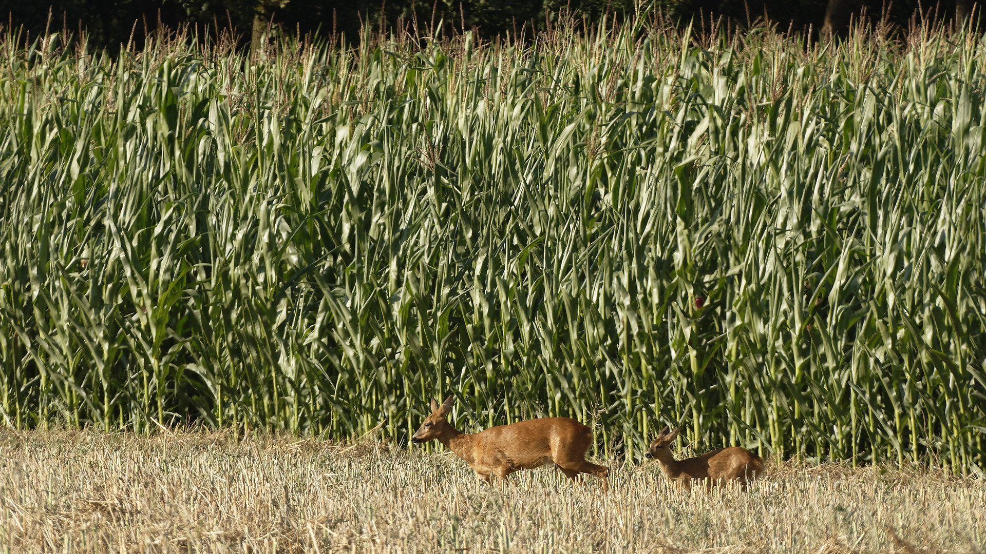 aus dem Versteck  gekommen  Ricke mit  Schmalreh 