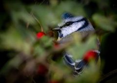 "AUS DEM VERSTECK GUCKERVOGEL"