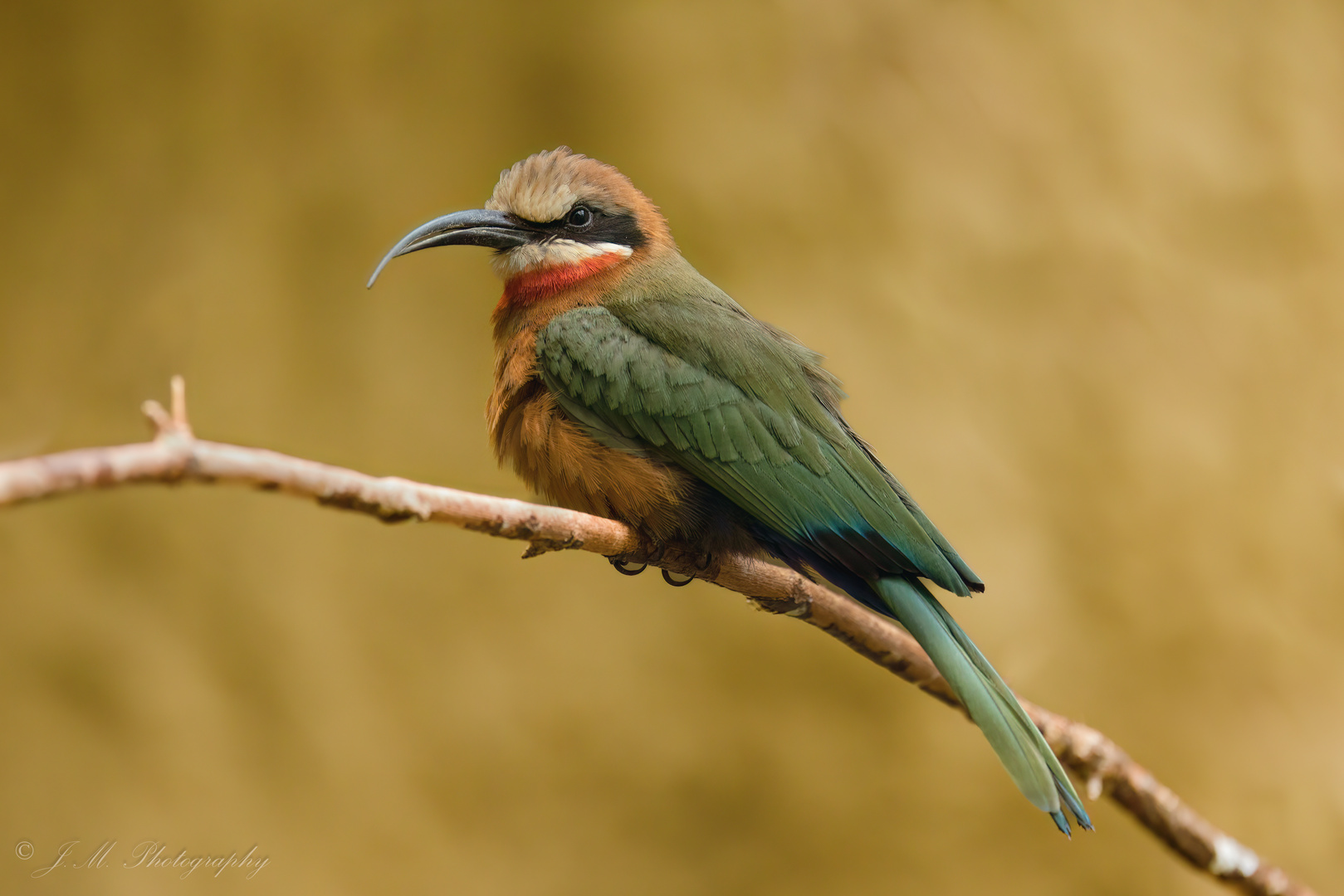 Aus dem Vogelhaus Tiergarten Schönbrunn... Wien