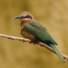 Aus dem Vogelhaus Tiergarten Schönbrunn... Wien