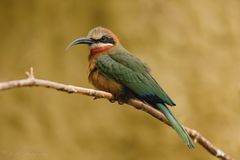 Aus dem Vogelhaus Tiergarten Schönbrunn... Wien