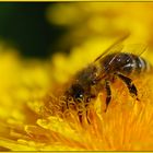 "Aus dem Vollen schöpfen" können derzeit alle Insekten