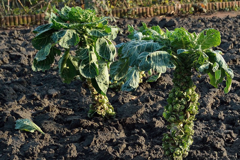 Aus dem vorletzten Winter: Rosenkohl im Gartenanbau