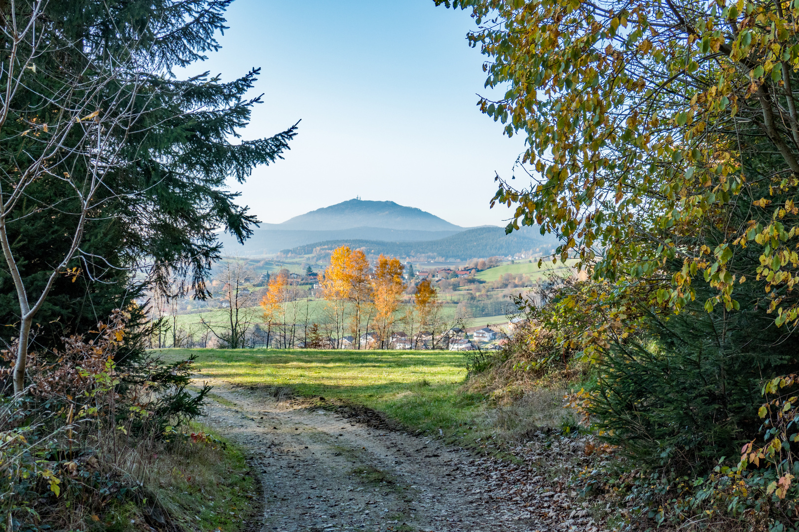 Aus dem Wald