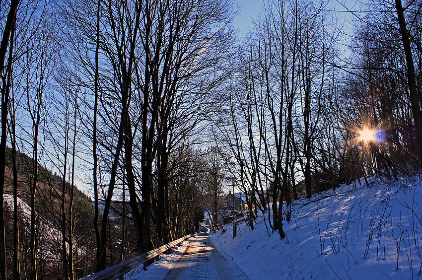 Aus dem Wald da komm ich her ...