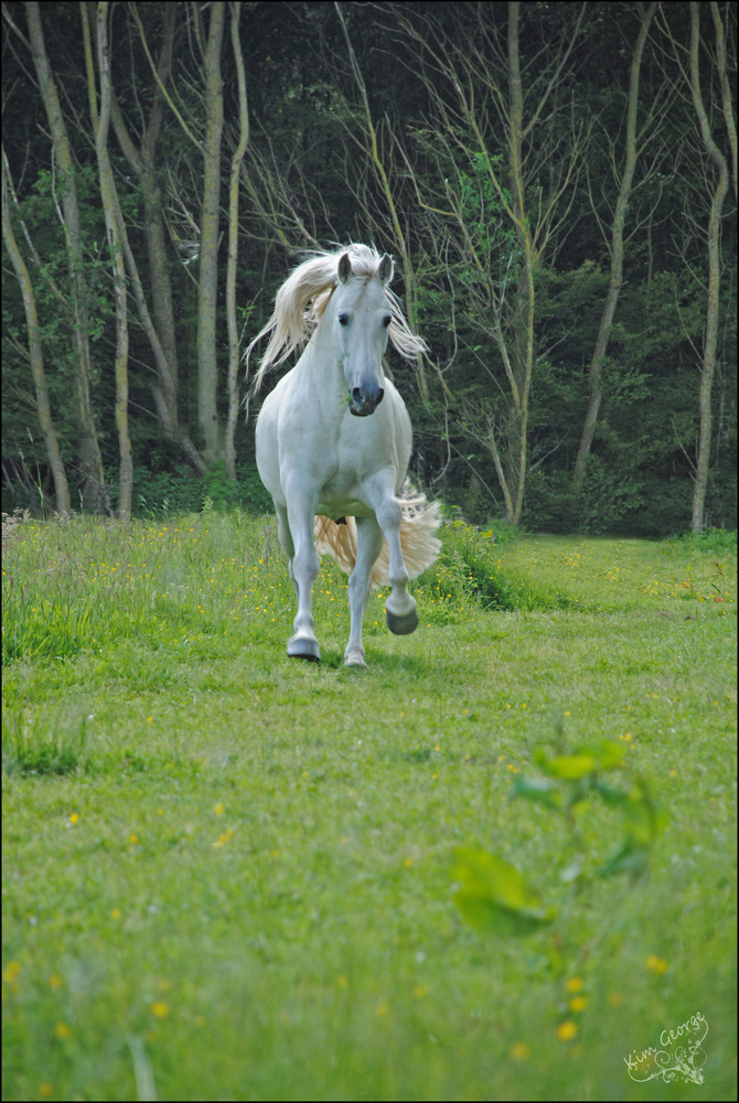 Aus dem Wald...