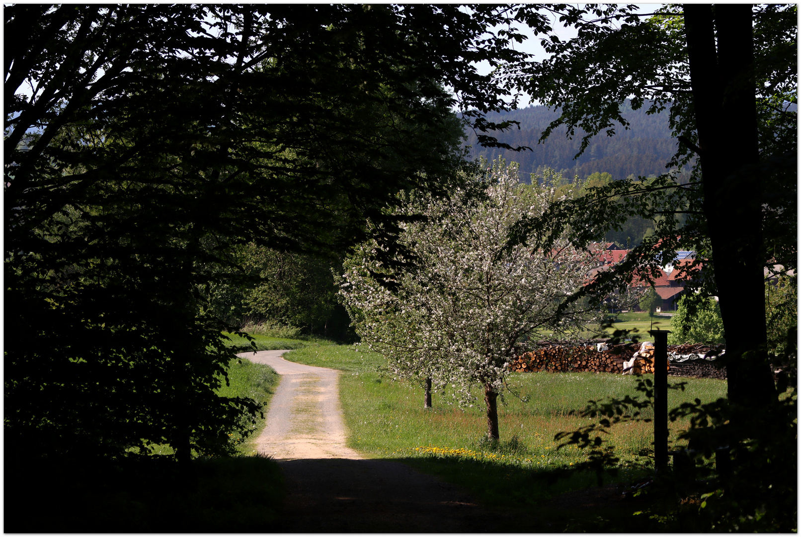 aus dem Wald