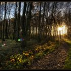 Aus dem Wald ins Licht