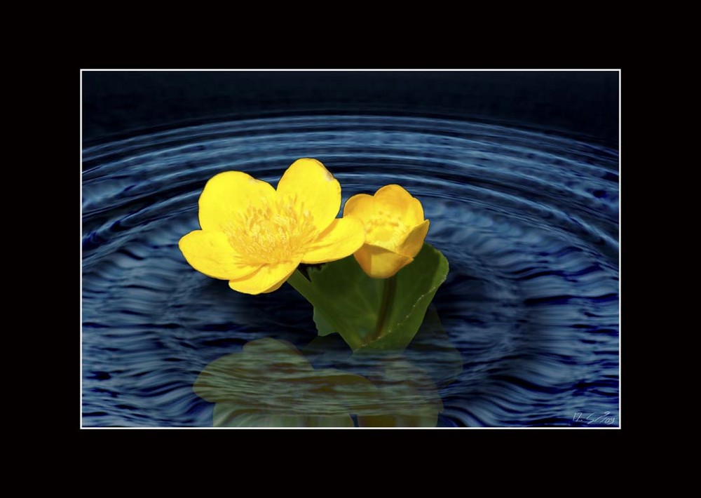 Aus dem Wasser entsprungen.... .. Sumpfdotterblume