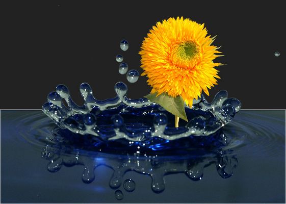 .. aus dem Wasser gewachsen