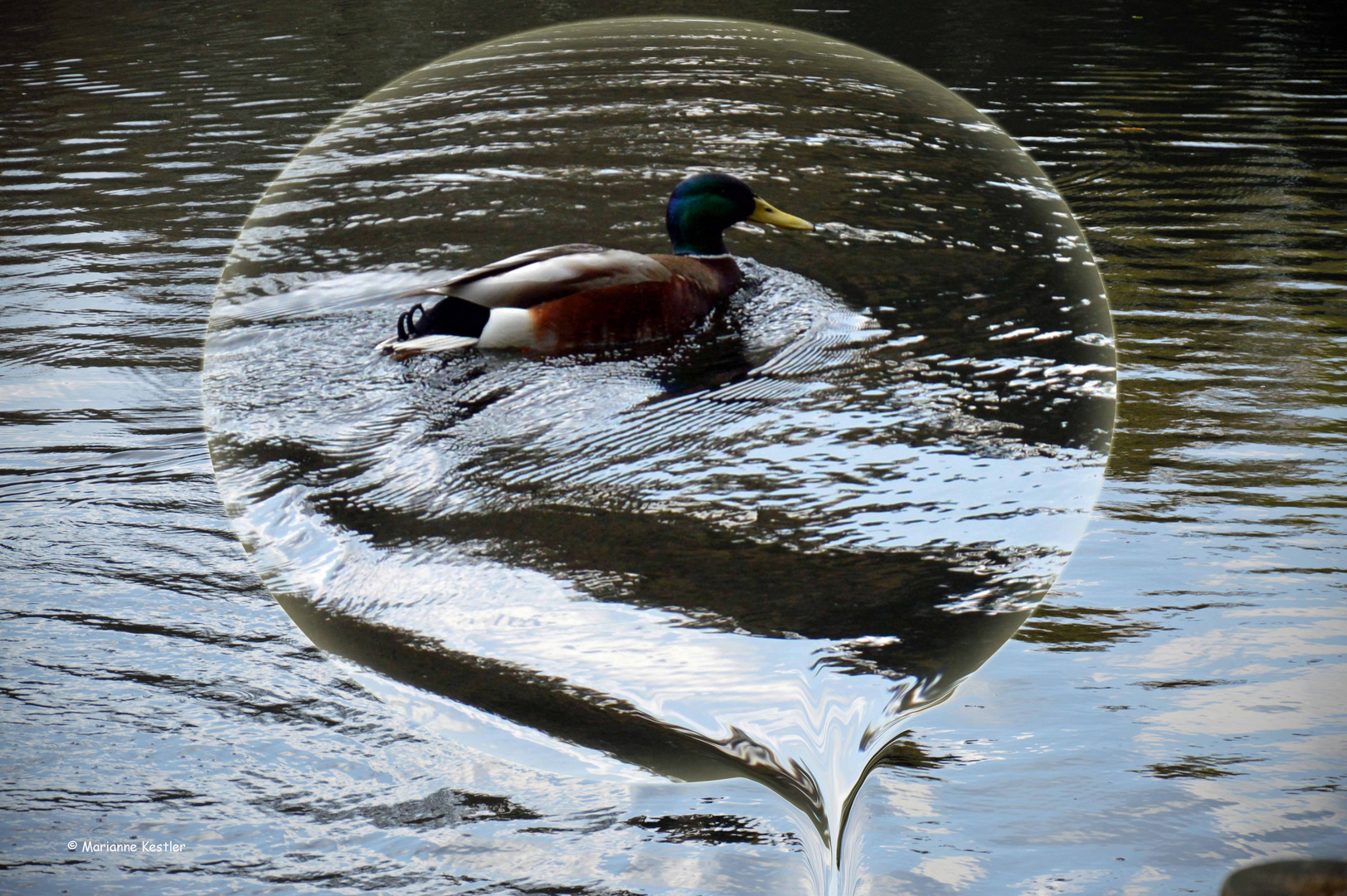 Aus dem Wasser kam ich...