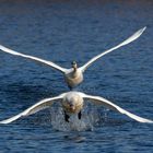 Aus dem Weeeeg... Höckerschwäne(Cygnus olor) beim Start