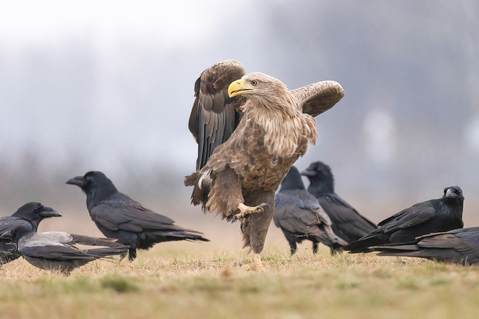 Aus dem Weg, hier kommt der König der Lüfte! 