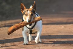 Aus dem Weg......sonst gibt"s einen mit der Keule !!!