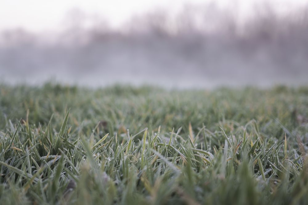 aus dem Weiher aufsteigender Nebel