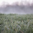 aus dem Weiher aufsteigender Nebel