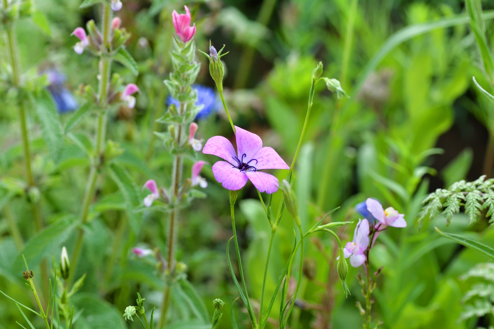 Aus dem Wildblumenbeet