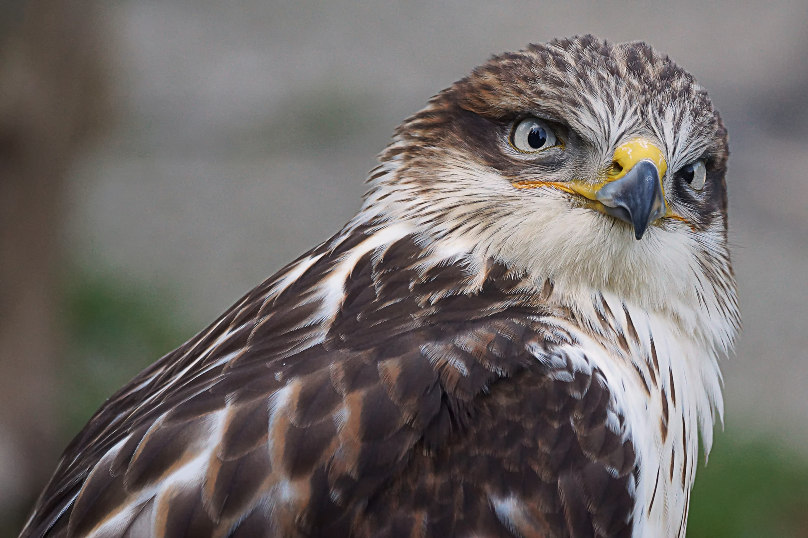 aus dem Wildpark in rheinböllen.