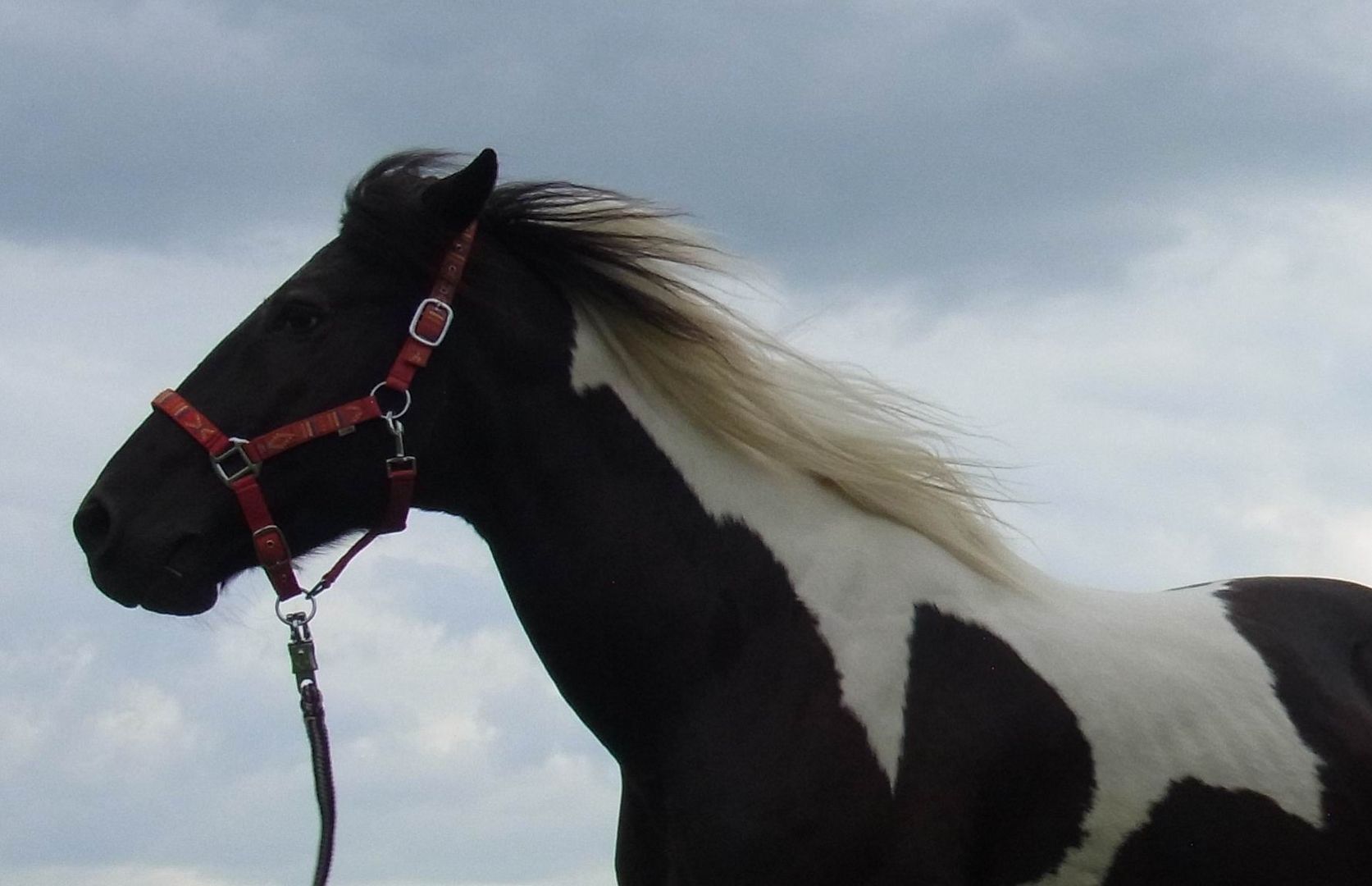 "Aus dem Wind, ihr Götter, habt ihr ein Pferd gemacht."