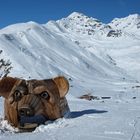 Aus dem Winterschlaf erwacht.