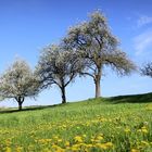 "Aus dem zauberhaften Mostviertel" 