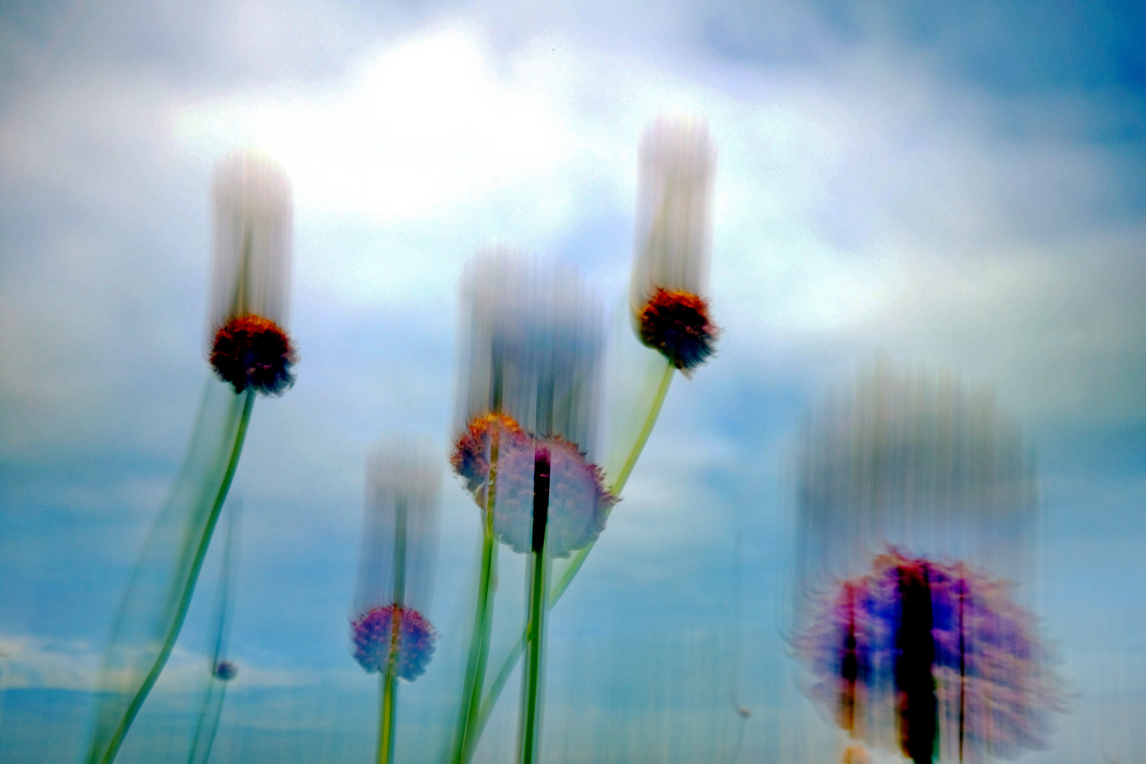 Aus dem Zyklus "Pflanzen". Portugal Sagres 2024