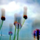 Aus dem Zyklus "Pflanzen". Portugal Sagres 2024