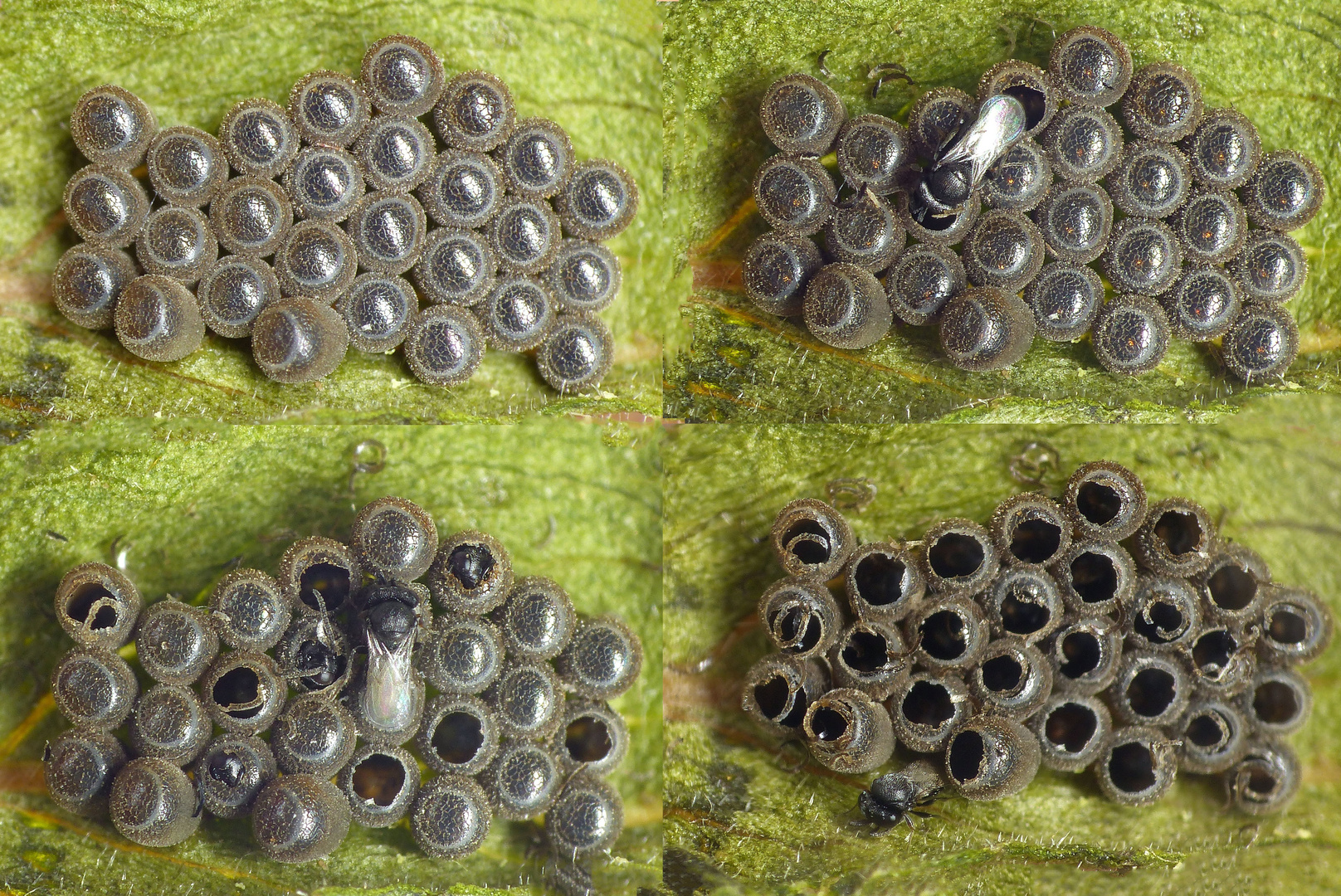 Aus den Beerenwanzeneiern schlüpfen parasitäre Wespen