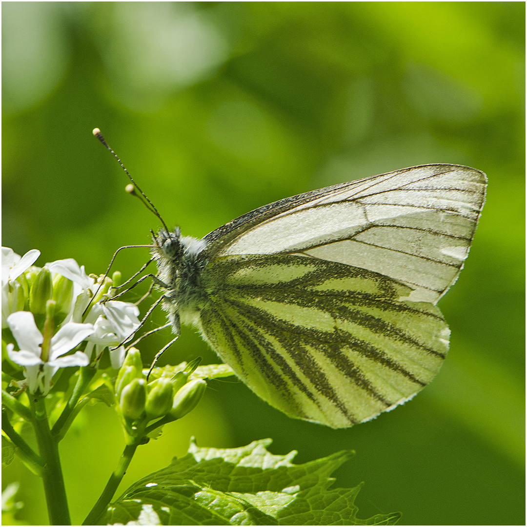 Aus den Tiefen der Festplatte (10) kommt der Grünader-Weißling (Pieris napi) . . .