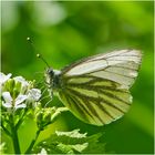 Aus den Tiefen der Festplatte (10) kommt der Grünader-Weißling (Pieris napi) . . .