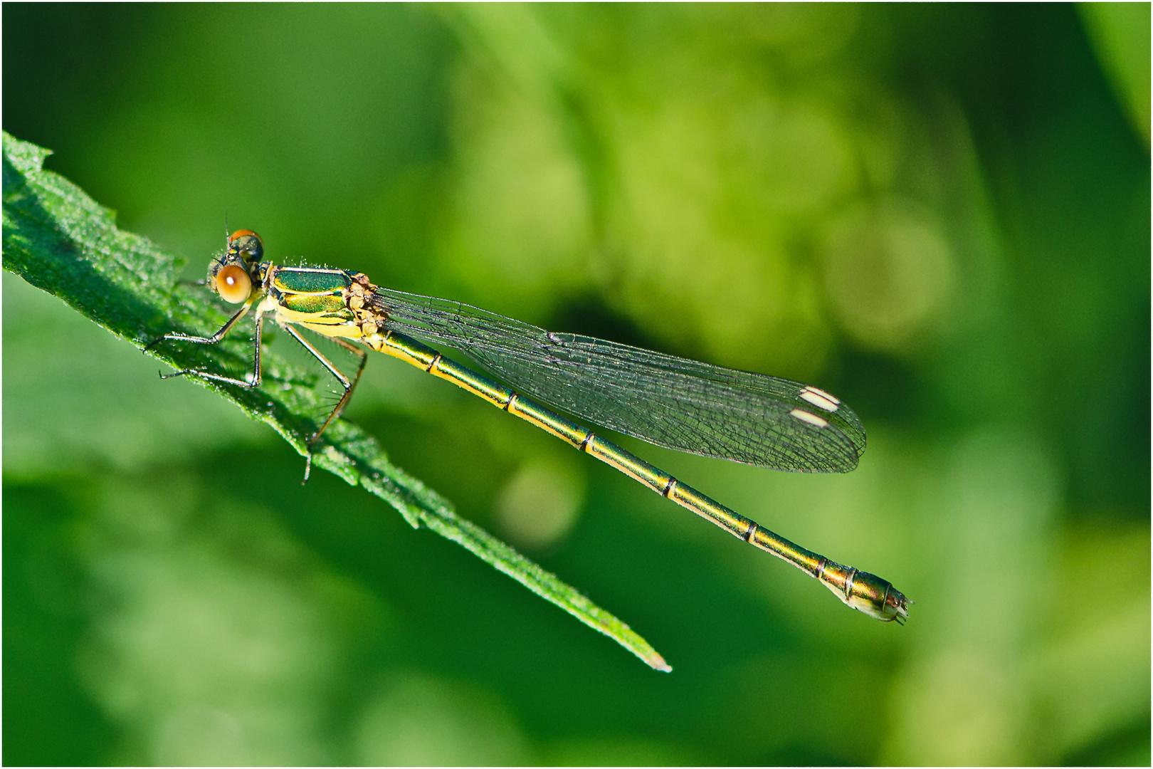 Aus den Tiefen der Festplatte (11) kommt die Gemeine Binsenjungfer (Lestes sponsa) . . .