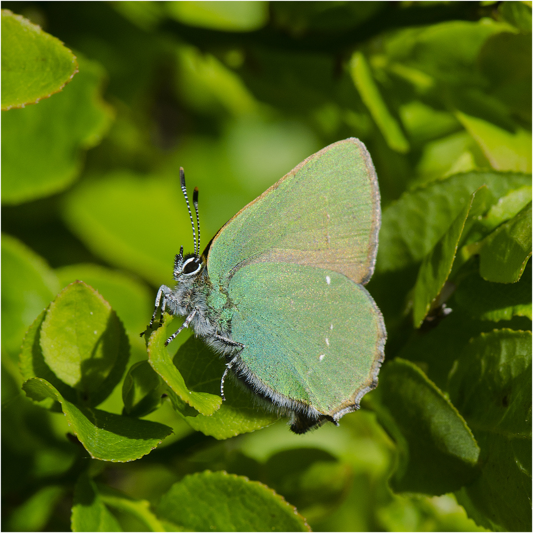 Aus den Tiefen der Festplatte (4) kommt der Schmetterling des Jahres 2020 . . .