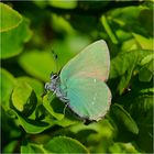 Aus den Tiefen der Festplatte (4) kommt der Schmetterling des Jahres 2020 . . .