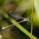 Aus den Tiefen der Festplatte (5) kommt die Kleine Binsenjungfer (Lestes virens). . . .