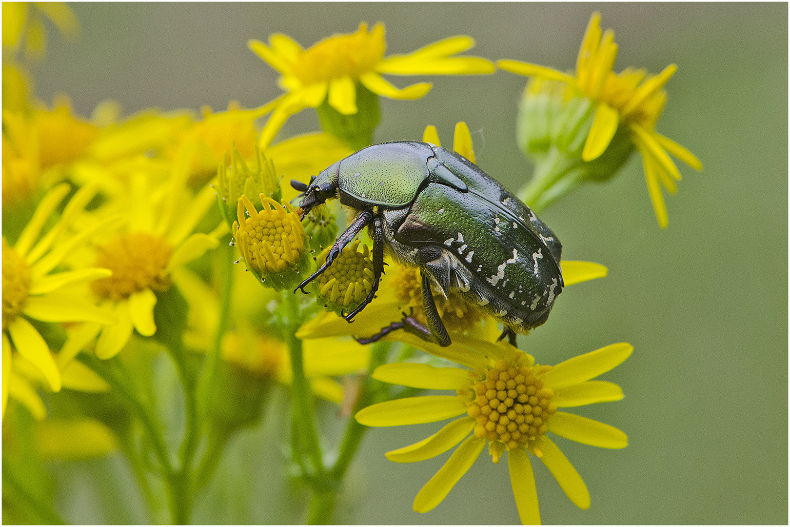 Aus den Tiefen der Festplatte (8) kommt der Gemeinen Rosenkäfer (Cetonia aurata), . . .