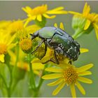 Aus den Tiefen der Festplatte (8) kommt der Gemeinen Rosenkäfer (Cetonia aurata), . . .