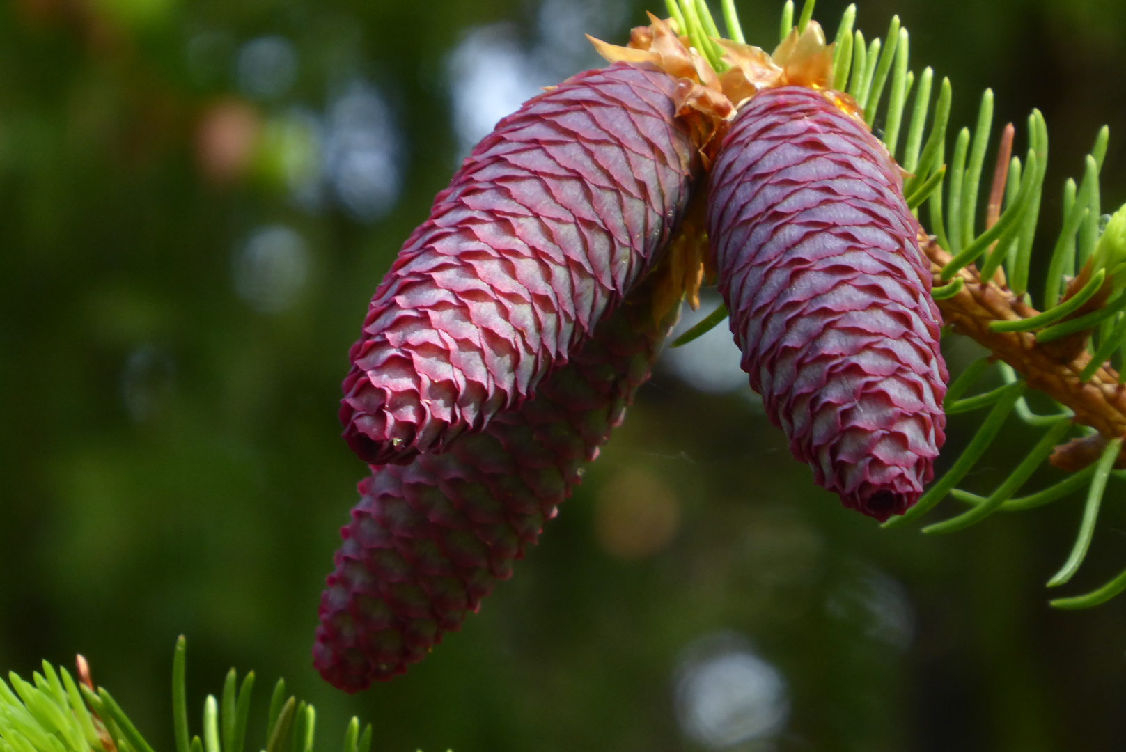 Aus der Blüte ist inzwischen ein Zapfen geworden