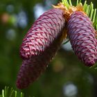 Aus der Blüte ist inzwischen ein Zapfen geworden