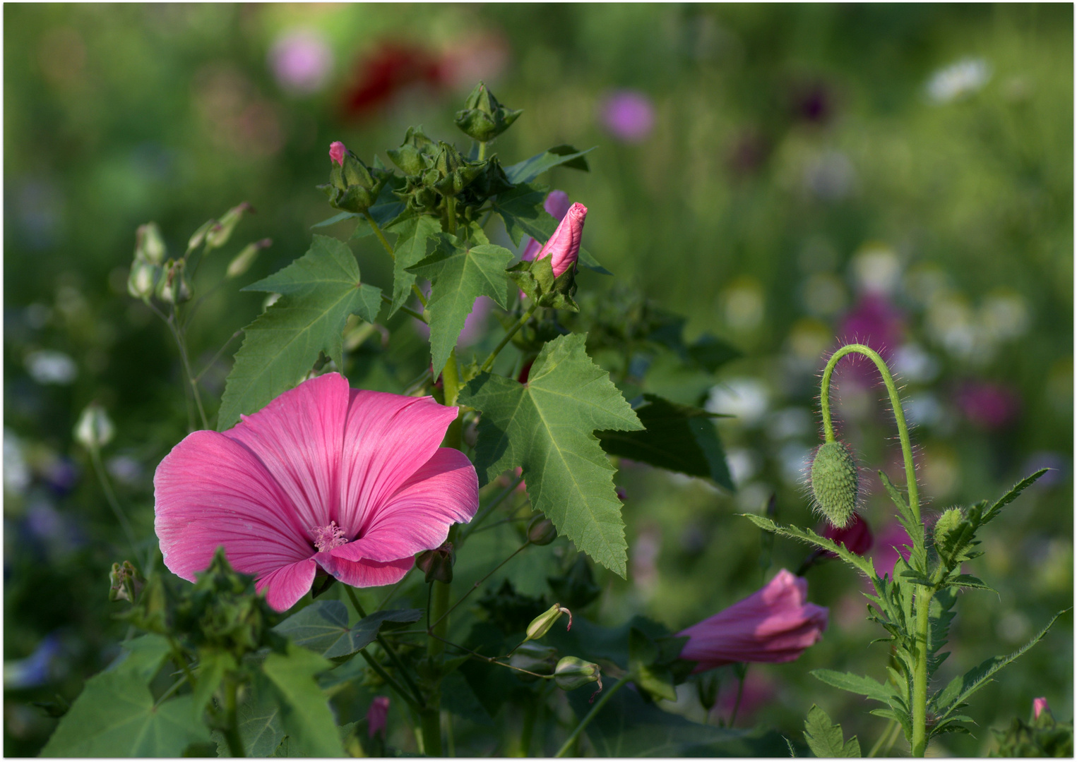 Aus der Blumenwiese