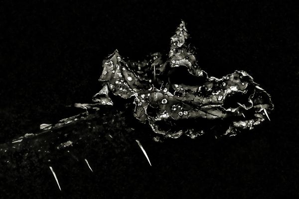 Aus der Deckung gekommen